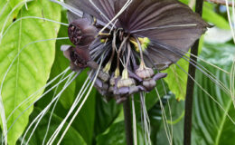 013 - Tacca Chantrieri - Fledermausblume
